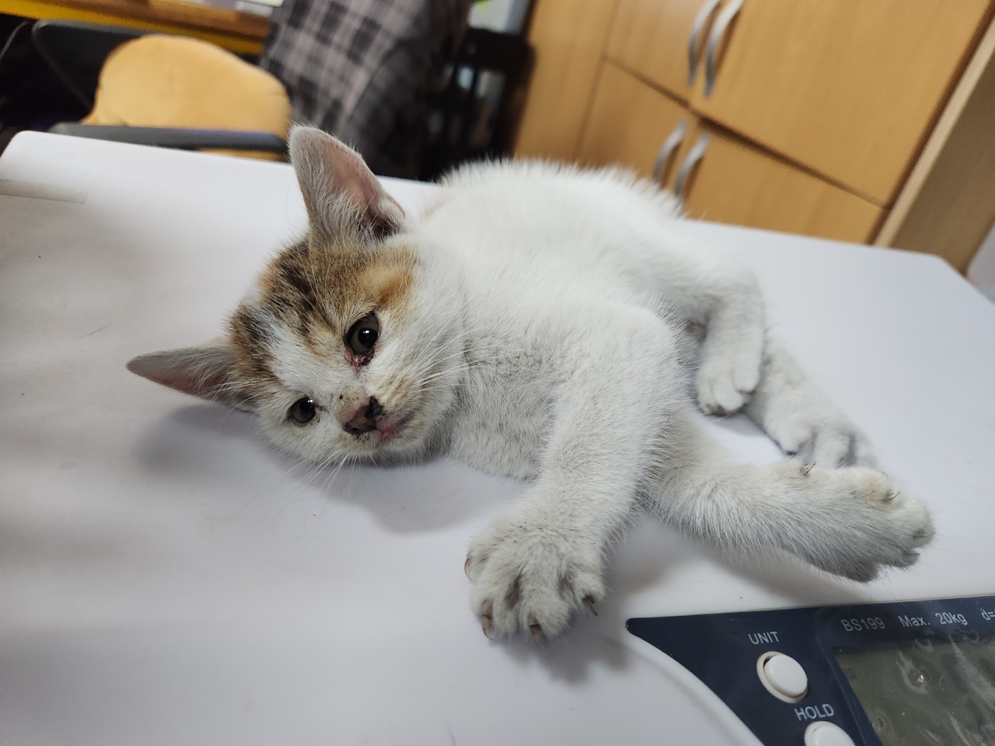 [고양이] 한국 고양이 광주-광산-2024-00746 유기동물 배경 이미지 입니다.